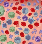 Illustration of hsa-miR-183 in tumor cells